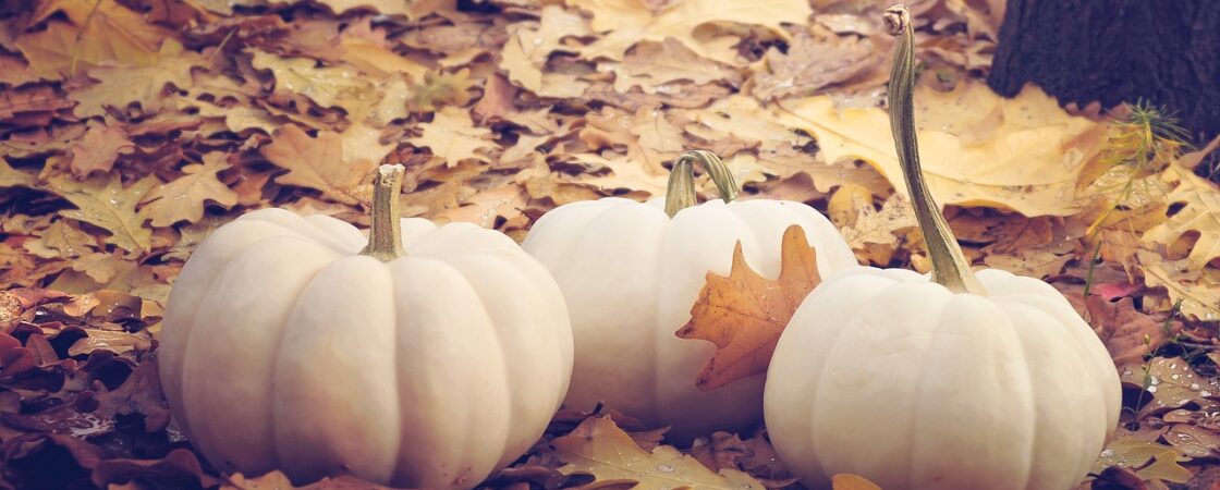 Ricette con la Zucca: l’ortaggio che colora le tavole autunnali