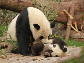 Animali in via di estinzione: gli 8 più a rischio