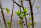 Germogli primaverili: cereali, soia e tanto altro ancora