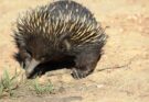 Echidna