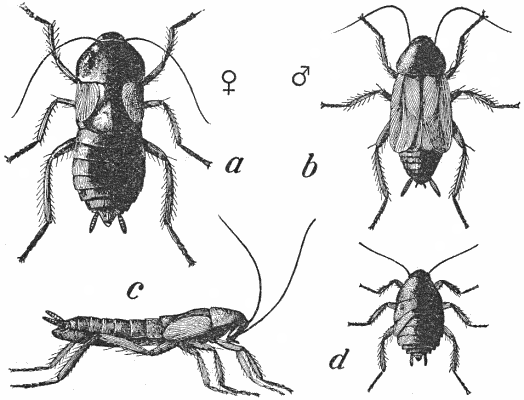 simbologia scarafaggio