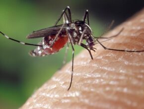 Rimedi naturali per zanzare: gli 8 più efficaci