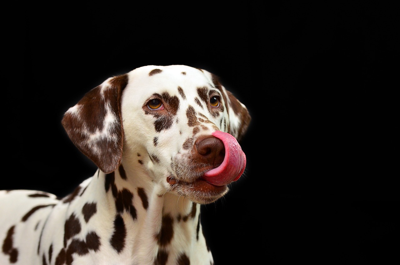 Ricette per cani, le migliori 4 per i vostri amici pelosi