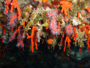 Napule è rosso corallo
