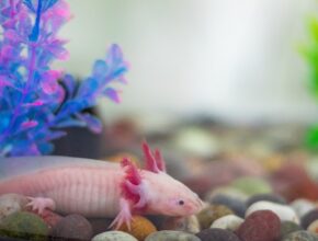 Axolotl