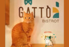 Gattò Bistrot: il primo bistrot con gatti in Campania