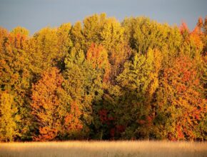 Festeggiare l'autunno: esempi di tradizioni autunnali