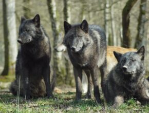 Il licantropo: cos’è e dove nasce?