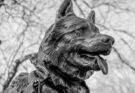 la storia di balto