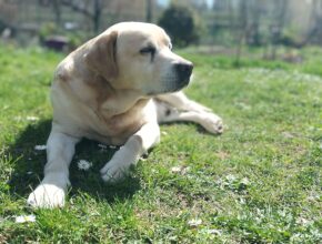 Razza Labrador Retriever: tutto ciò da sapere