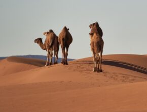 Escursioni da Marrakech: le 3 più facili