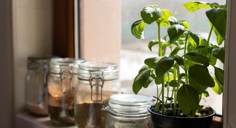 piante-antizanzare-cinque-da-coltivare-in-casa