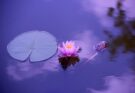 Fiore di loto: i suoi significati ed usi in oriente