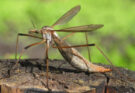 Tipula: una zanzara gigante