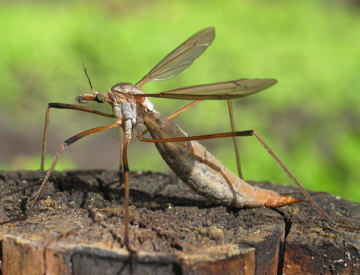 Tipula: una zanzara gigante