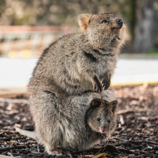 L'animale quokka, l'essere vivente più felice al mondo