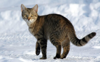 Linguaggio dei gatti: come capire il tuo amico felino