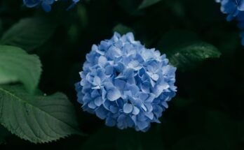 fiori-blu-piu-belli-7-da-coltivare