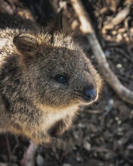 L'animale quokka, l'essere vivente più felice al mondo