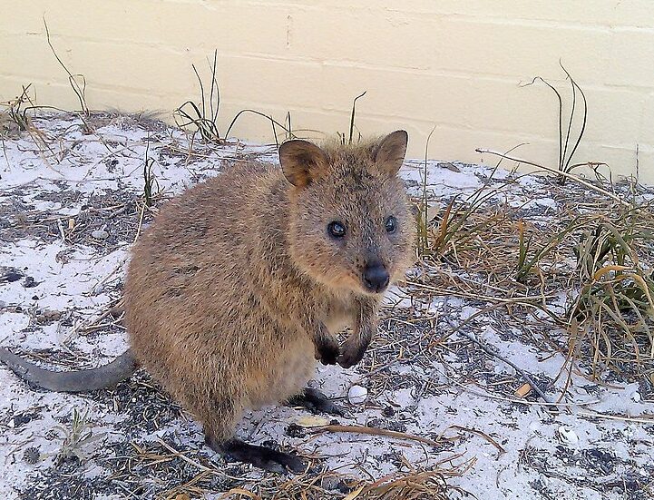 L'animale quokka, l'essere vivente più felice al mondo