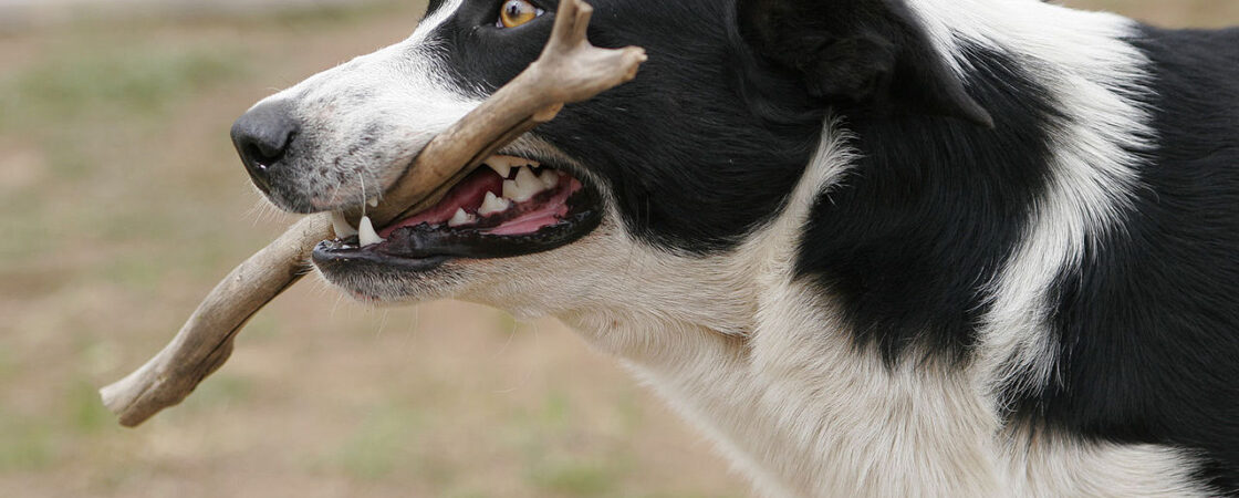 Le 5 razze canine più intelligenti