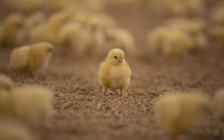 Docufilm sull'industria alimentare: 3 da vedere