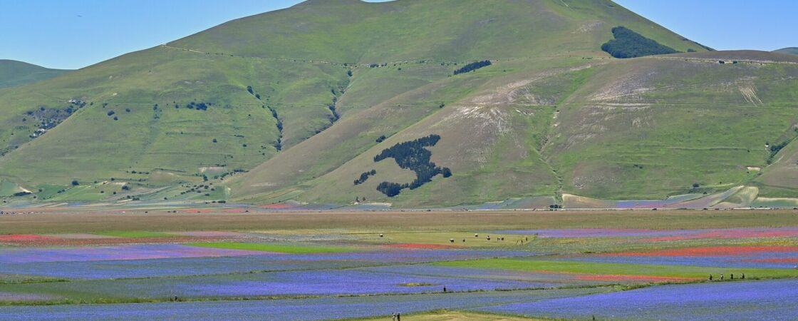 La fioritura di Castelluccio di Norcia: storia e curiosità