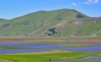 La fioritura di Castelluccio di Norcia: storia e curiosità