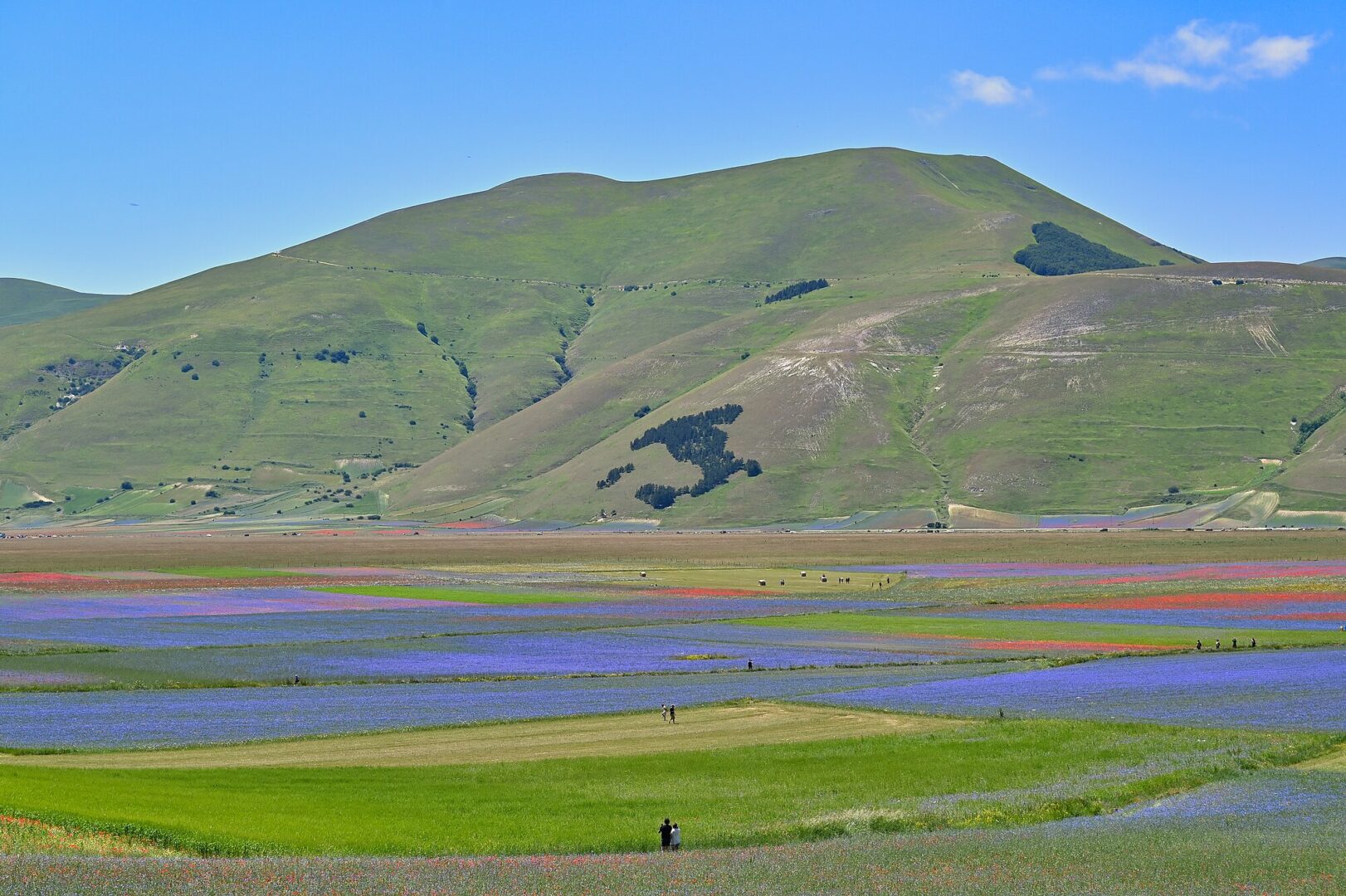 La fioritura di Castelluccio di Norcia: storia e curiosità