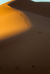 Deserto del Sahara: tour ed escursioni consigliate