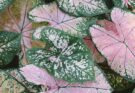 piante-rosa-le-5-piu-particolari