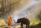 Animali del buddhismo: 5 animali simbolici per la religione buddhista