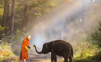 Animali del buddhismo: 5 animali simbolici per la religione buddhista