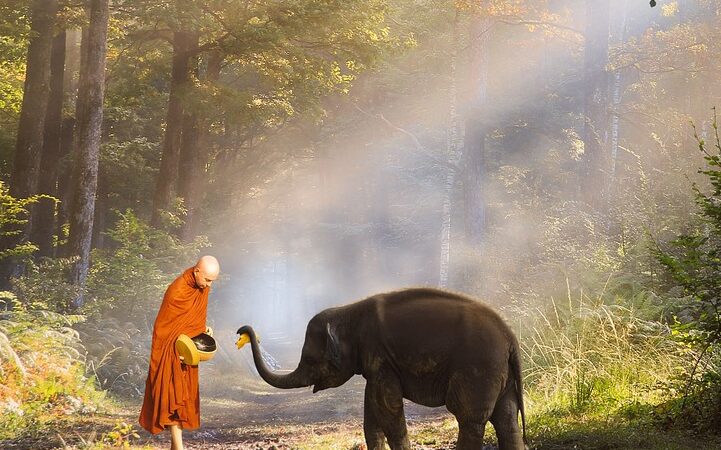 Animali del buddhismo: 5 animali simbolici per la religione buddhista