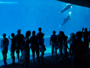 L’Acquario di Genova: storia, informazioni e prezzi