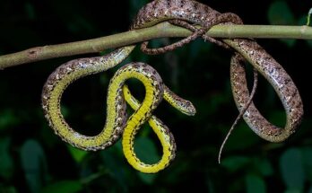 gli animali più pericolosi del pianeta