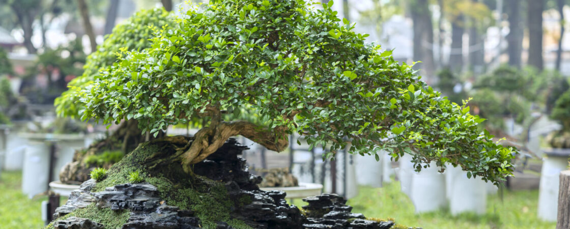 Cura del bonsai: 5 importanti consigli da seguire