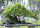 Cura del bonsai: 5 importanti consigli da seguire