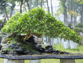 Cura del bonsai: 5 importanti consigli da seguire