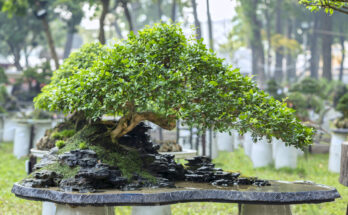 Cura del bonsai: 5 importanti consigli da seguire