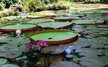 le piante più particolari del mondo