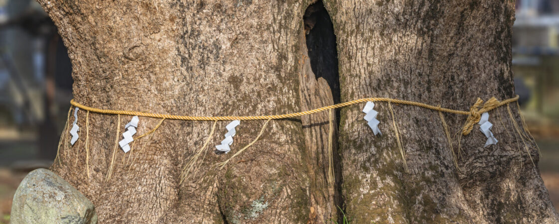 Shinboku: la sacralità degli alberi in Giappone