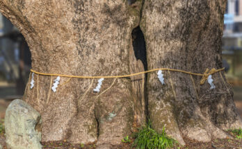 Shinboku: la sacralità degli alberi in Giappone