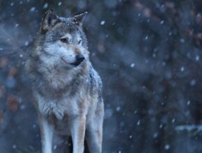 Reintroduzione dei lupi in Gran Bretagna: si ritornerà al passato?