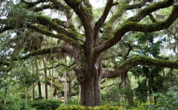 Moidon: i signori della foresta venerati e temuti in Giappone