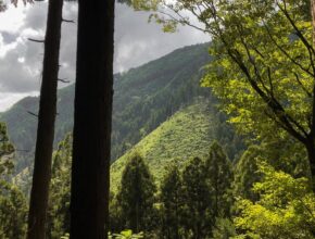 Shinrinyoku: benefici dei Bagni di Foresta per il corpo e l'anima