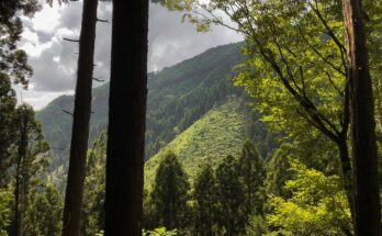 Shinrinyoku: benefici dei Bagni di Foresta per il corpo e l'anima