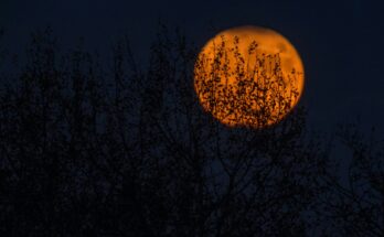 Halloween e musulmani: una festività lontana dalla fede islamica