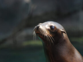 L'ecosostenibilità dell'Oceanografico e del Bioparc di Valencia