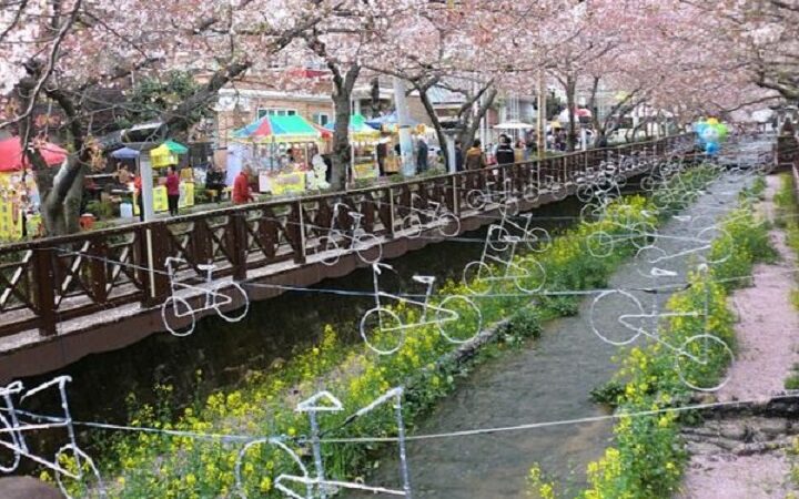 Fioritura di ciliegi in Corea